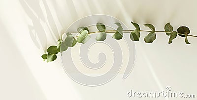 Empty blank texture canvas paper card and eucalyptus leaf branch with copy space. Light and shadows minimalism template background Stock Photo