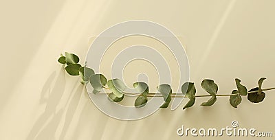 Empty Blank texture canvas paper card and eucalyptus leaf branch with copy for your text message. Light and shadows minimalism Stock Photo