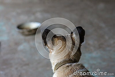 Empty bowl with dog food in dog shelter. Hungry dog thinking about food and waiting for adoption Stock Photo