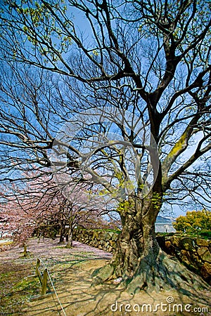 An empty branches of sakura trees Stock Photo