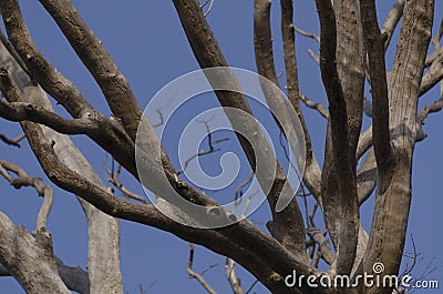 Empty branches tree on indian countryside forest Stock Photo