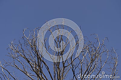 Empty branches tree on indian countryside forest Stock Photo