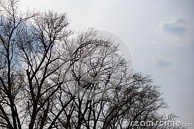 Empty branches of trees on the background of cloudy sky Stock Photo