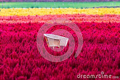 Empty chair in colorful of Celosia argentea field on morning day Stock Photo
