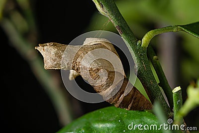 An empty cocoon of Lime Swallowtail butterfly Stock Photo