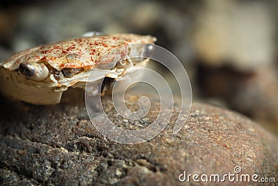 Empty crab shell carapace on rock Stock Photo