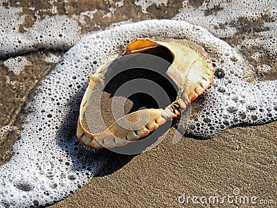 Empty Crab Shell In Surf Stock Photo