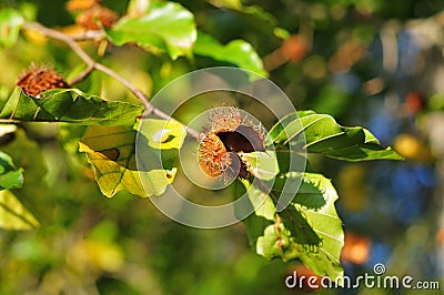 Empty cupule of a beechnut Stock Photo