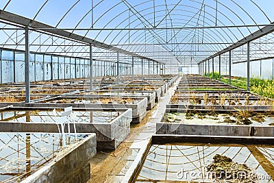 Empty farm plant breeding greenhouse, view inside Stock Photo