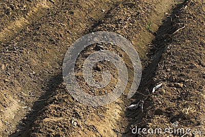 Empty fields Stock Photo