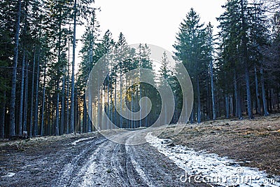 Empty forest mud road through dense woodland Stock Photo