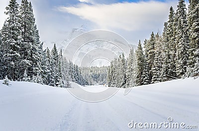 Empty Forest Road Covered in Fresh Snow Stock Photo