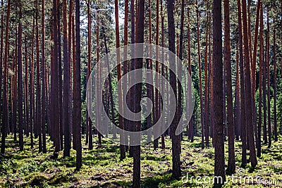 Many thick pine long trunks Stock Photo