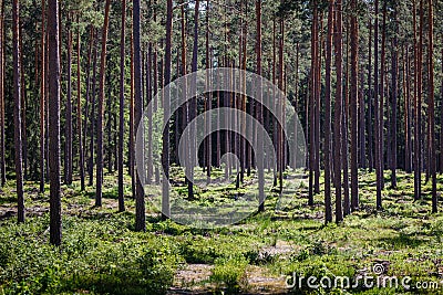 Many thick pine long trunks Stock Photo