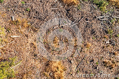 Empty land in the place of a deforestation aerial top view Stock Photo