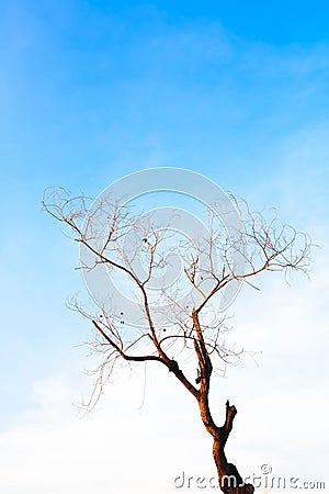 Empty leaf tree Stock Photo