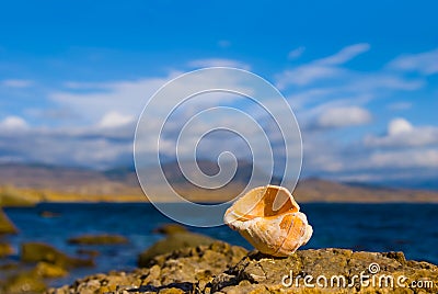 empty marine shell on sea coast Stock Photo
