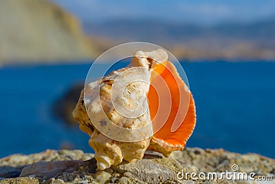 empty marine shell on a stone near sea coast Stock Photo