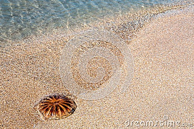 Empty mediterranean sand beach in south france Stock Photo