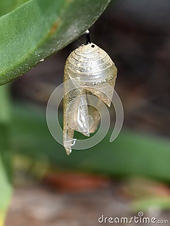 Empty monarch butterfly pupae Stock Photo
