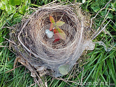 Empty nest Stock Photo