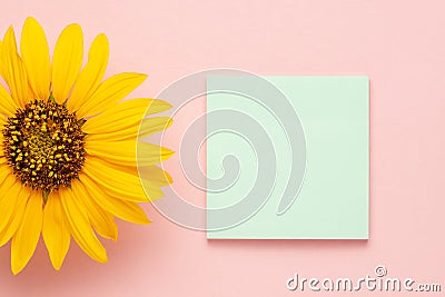 empty note or sticker at pink pastel background decorated with beautiful summer flower sunflower. theme for design Stock Photo