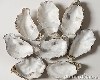 Empty oyster shells on white background Stock Photo