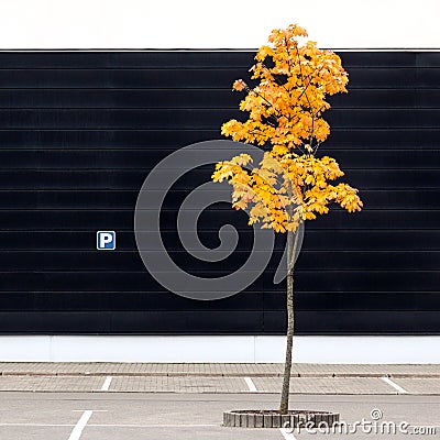 Empty parking lot with lonely young maple tree in autumn Stock Photo