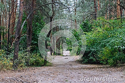 Empty path in the forest. Wide road in the wood. Footpath in autumn forest. Autumn landscape. Stock Photo