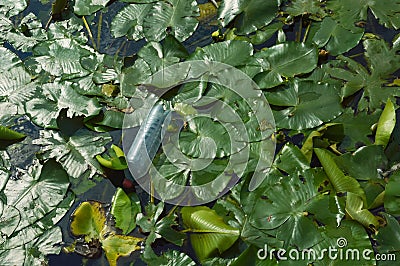 plastic bottle on the water, polluted pond, environmental problems. garbage, background for decoration Stock Photo