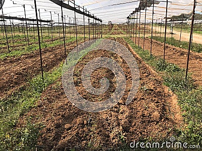 Prepared soil under greenhouse nursery for new plantation, agriculture concept Stock Photo