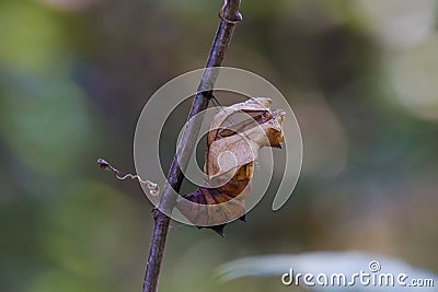 Empty pupa of Southern Birdwing butterfly Stock Photo