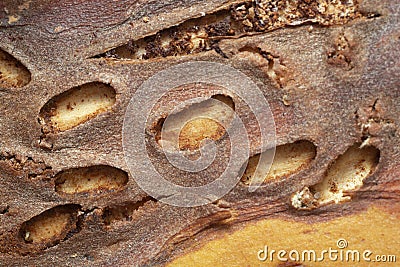 Empty pupal chambers after bark beetles on pine Stock Photo
