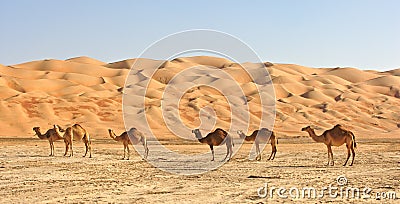 Empty Quarter Camels Stock Photo