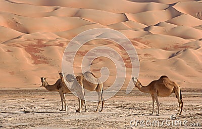 Empty Quarter Camels Stock Photo