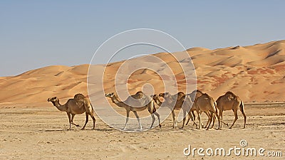 Empty Quarter Camels Stock Photo