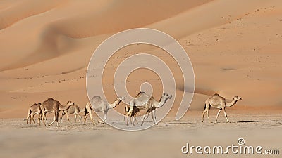 Empty Quarter Camels Stock Photo