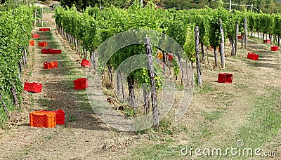 Empty red plastic crates under the vineyards waiting for the grape harvesters to come. Stock Photo