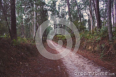 Empty road in deep forest early in the morning. Ancient footpath on Camino de Santiago, Spain. Rural way in morning haze in wood. Stock Photo