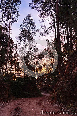 Empty road in deep forest early in the morning. Ancient footpath on Camino de Santiago, Spain. Rural way in morning haze in wood. Stock Photo