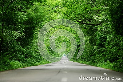 Empty road through the forest Stock Photo