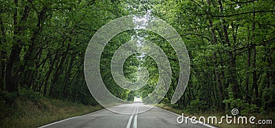 Empty road, straight asphalt under the trees. Long way, endless travel and adventure Stock Photo