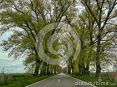 Empty road with trees in Dobrogea Stock Photo