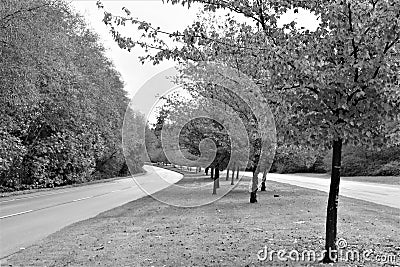 Empty roads with autumn trees and leaves Stock Photo