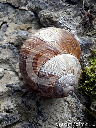 Empty shell without a snail on a stone. Close-up, soft daylight. Symbolizing temporary emptiness and the natural cycle Stock Photo