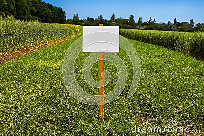 Empty sign in a clearing with fresh grass Stock Photo