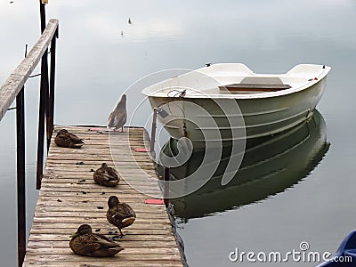 Empty small boat, just with birds visitors Stock Photo