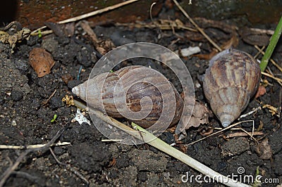 empty snail house on the ground Stock Photo