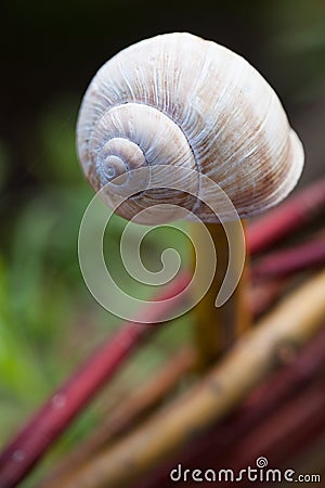 Empty snail shell Stock Photo