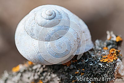 Empty snail shell house on an old dry tree Stock Photo